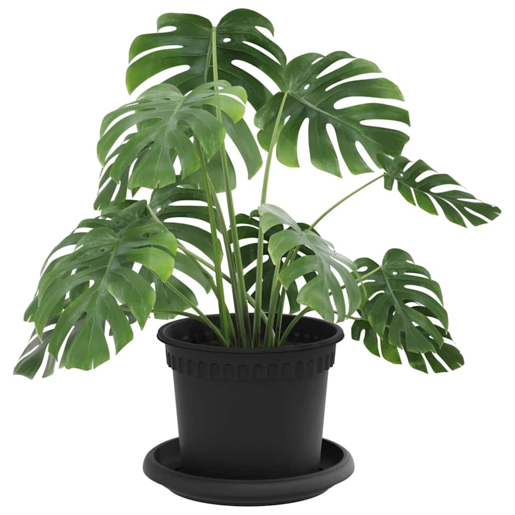 Taimepotid 6 tk Must Plastmass – toote pilt 2